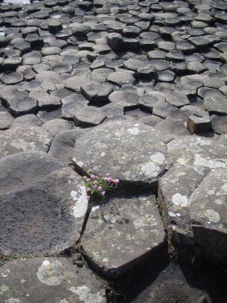 Basaltformationen am Giant's Causeway
