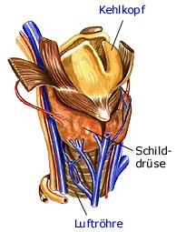 schilddrüse