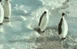 two pinguins