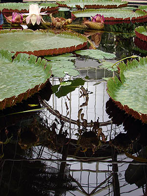 Sunken Pool - Domain Wintergardens - Auckland - New Zealand - 15 April 2007 - 10:55