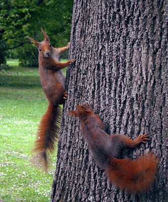 Horny Hörnchen