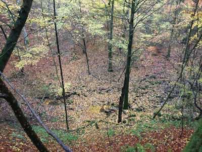 Herbstwald in der Beschreibung einzutragen