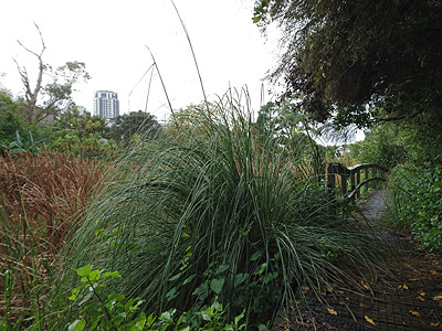 Nature Walk - Barry's Point Road - Takapuna - Auckland - New Zealand - 27 May 2016 - 9:38