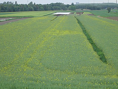 gruenes feld; huegel hinten rechts: deponie georgswerder