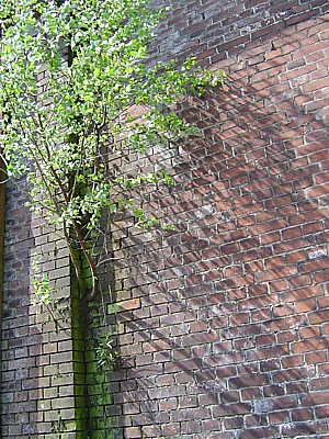 baum waechst aus mauer