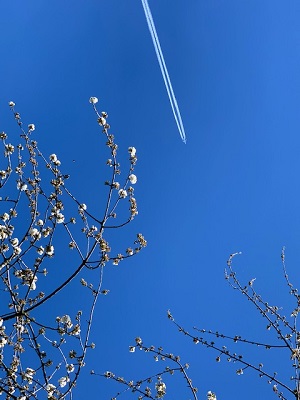 Chemtrails over the tree!