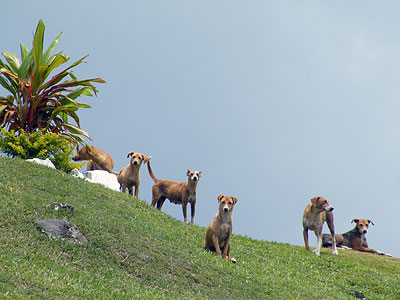 Vaturu Dam - Sabeto Valley - Fiji Islands - 20091104 - 11:05