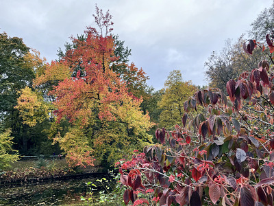 Laubfärbung im Tiergarten