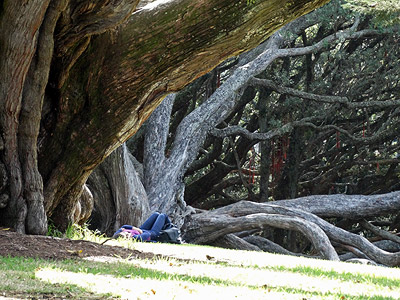 Albert Park - Auckland - 8 April 2014 - 14:38