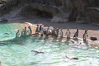 Hagenbecks Tierpark