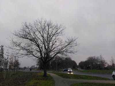 Ein Baum an einem Kreisel in Kirchhorst