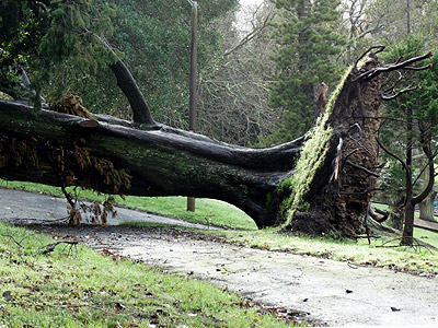 Western Park - Auckland - 1 July 2014 - 9:49