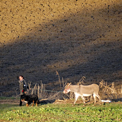 Freiburg-Tiengen - 15 December 2013 - 15:40