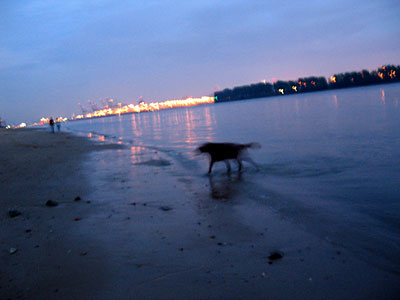 Elbe mit Hund