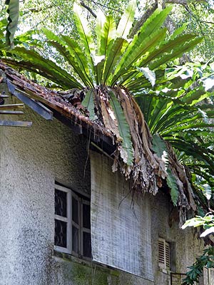 Abandoned House - Jalan Kampong Chantek - 20090611 - 12:45