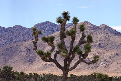 Park Boulevard, Joshua Tree National Park, CA, 26-08-2014