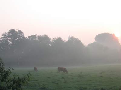 Morgens, Sonnenaufgang, im Hintergrund eine Kirchturmspitze, im Vordergrund Kühe - Anfang September