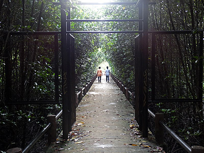 Mangrove Walk - Saphan Hin - Phuket - 13 October 2013 - 7:24