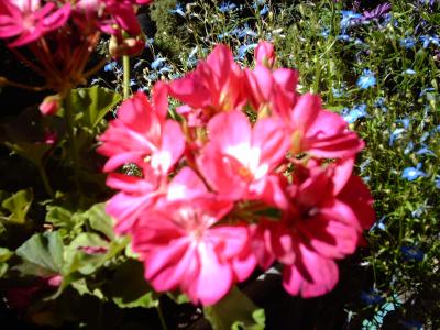 flowers at &quot;baggersee&quot;