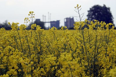 Mal die Raps-Saison eröffnen ...