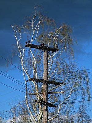 Park Road - Katikati - New Zealand - 20090922 - 17:10