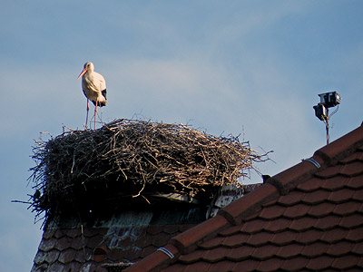 Rheintaladler - Freiburg-Opfingen - 20090531 - 19:30