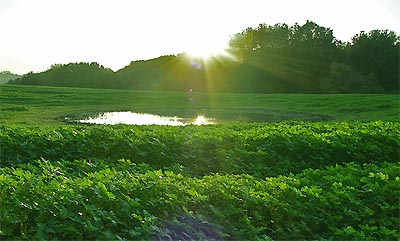 zwischen hubbelrath und gerresheimer friedhof