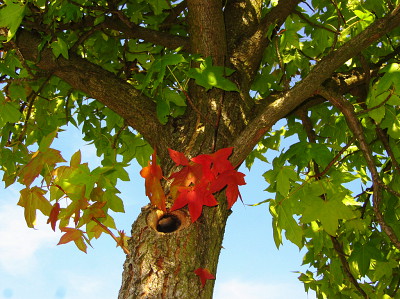 erster herbstbildhochlader 2011!