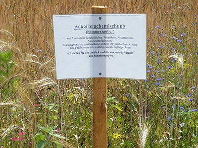 Ackerbrachemischung (Sommerzauber) - Rieselfeld - Freiburg - 20090707 - 15:00