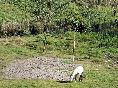 Sigatoka - Fiji Islands - 12 June 2011 - 9:41