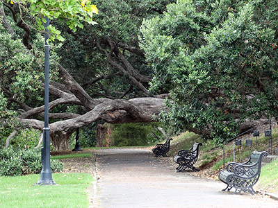 Dove Myer Robinson Park - Parnell - Auckland - 16 April 2014 - 14:12