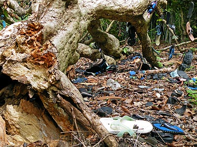 &quot;Tree of lost souls&quot; - National Park - Sigatoka Sand Dunes - Fiji Islands - 24 November 2010 - 10:30