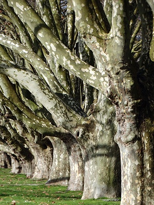 Victoria Park - Auckland - New Zealand - 18 June 2014 - 13:55