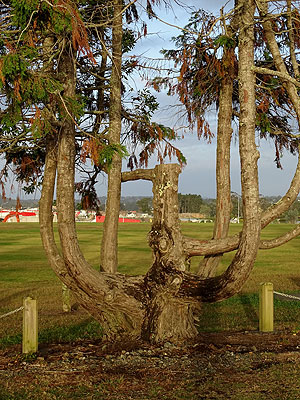 Ockleston Road - Hobsonville - Auckland - New Zealand - 7 March 2015 - 19:22