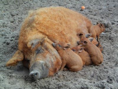 Wutz und Nachwuchs im Herzogenriedpark