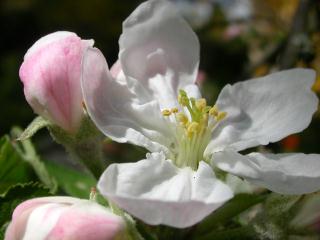 Apple blossom. Anhalter. Acidic.