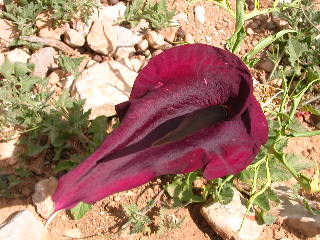 Arum (Aronstab). Carnivorous plant. Crete April 2004.