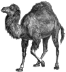 my $camel;