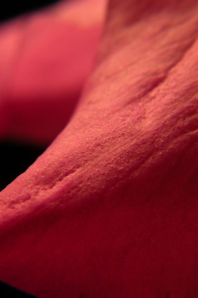 abstract images of roses (matthew kalenuik)