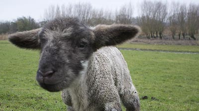 Warum weiß ich, zu welchem meiner heutigen drei Blogeinträge ein Kommentar kommt und wie er in etwa aussieht?