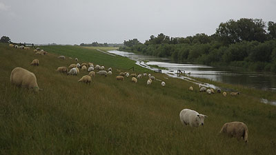 der graben, aus dem ich immer die schafe ziehe, hat sich ordentlich aufgeplustert und mit der elbe zusammengetan.