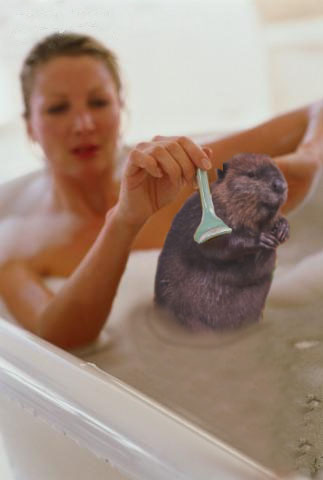 shaving the beaver. 