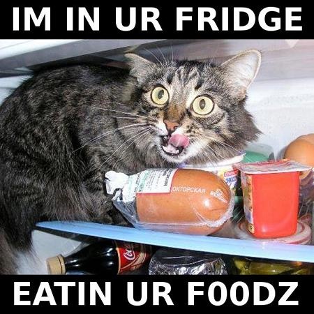 cat in fridge