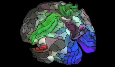 A map of myelin content (red and yellow are high myelin; indigo and blue are low myelin) in the left hemisphere of cerebral cortex. (Matthew F. Glasser and David C. Van Essen/Nature via AFP/Getty Images)