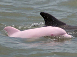 Rare Pink Dolphin Seen in Louisiana Lake