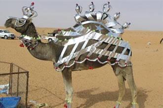 Saudi Fatwa Bans Camel Beauty Contests