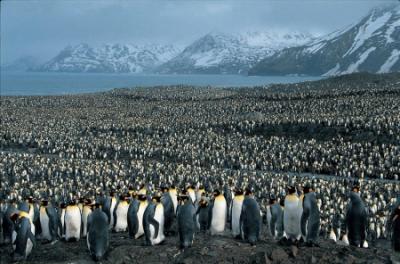 Amazing Picture as 10,000 Penguins Come To Shore to Breed