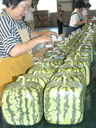 $200 Dollar Square Japanese Watermelons