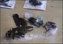 Smugglers try to use bugs as drug mules