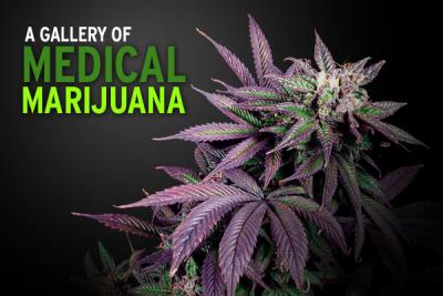 A Gallery of Medical Marijuana